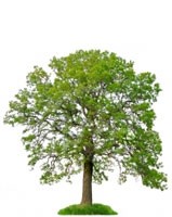 Environmental Sustainability